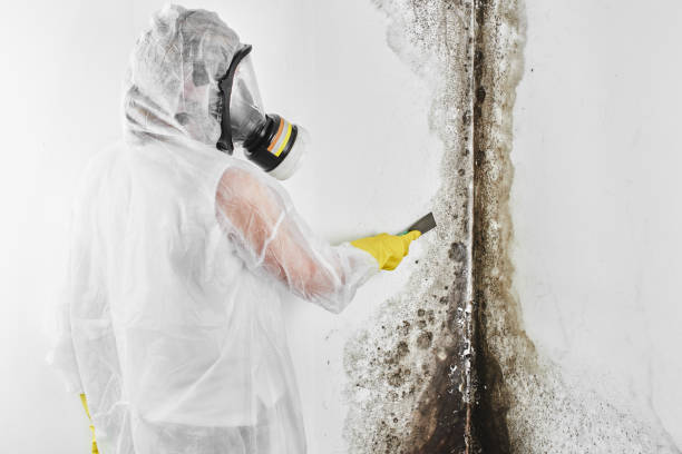 Best Mold Testing  in Flagtown, NJ