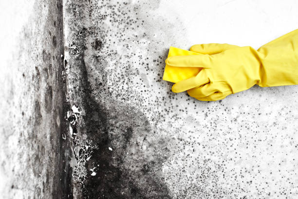 Best Black Mold Removal  in Flagtown, NJ