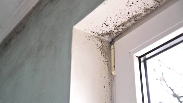 Best Affordable Mold Removal  in Flagtown, NJ
