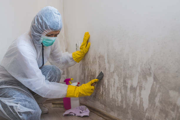 Best Local Mold Removal Service  in Flagtown, NJ