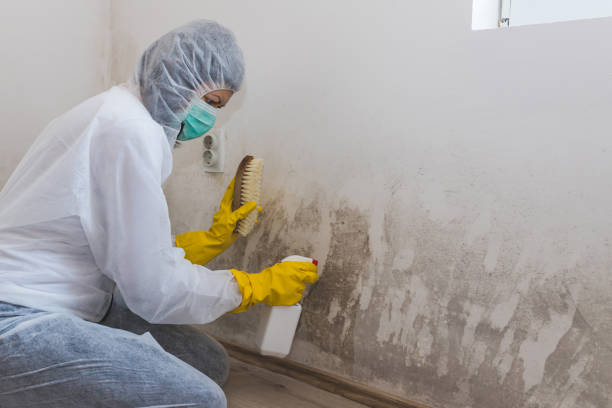Best Commercial Mold Removal  in Flagtown, NJ