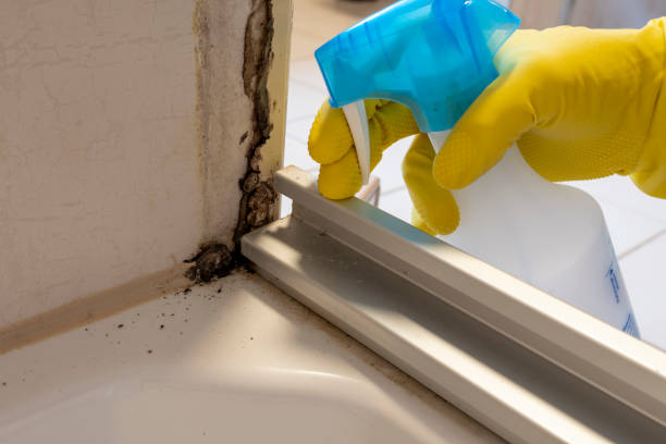 Best Professional Mold Removal  in Flagtown, NJ