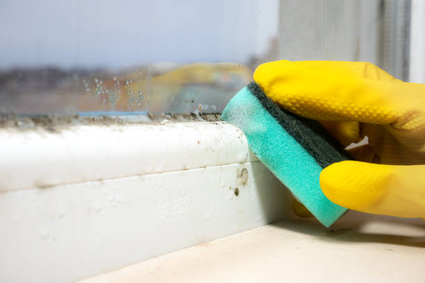 Trusted Flagtown, NJ Mold Removal Experts